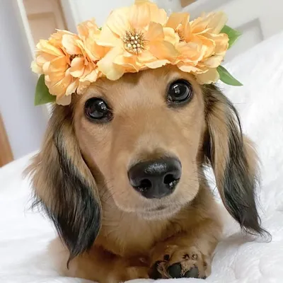 D E S I the mini dachshund profile
