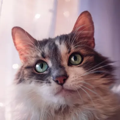 Destin The Cat Queen profile