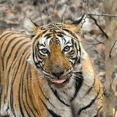 Devang Shrimali profile