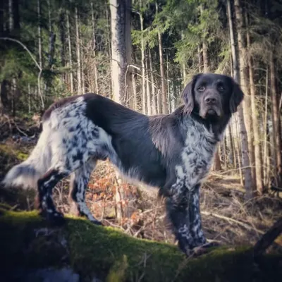 De Waidner profile