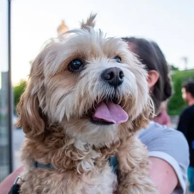 Dewey the Baby Fluffball 8/29/12-1/7/24 profile