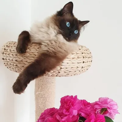 Dexter the Ragdoll profile