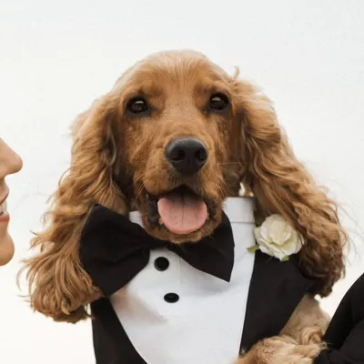 Dexter, Dave & Jade๐๐ฑ๐ปโโ๏ธ๐ฉ๐ป Family Life | Dog friendly Travel profile