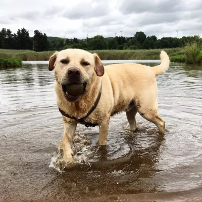 Dexter profile