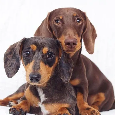 Dexter n Digby profile
