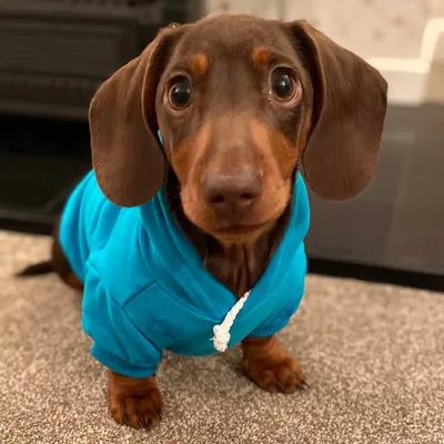 Dexter profile