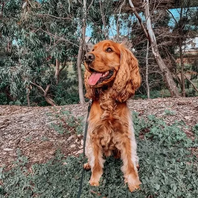 Dexter The Discoverer ๐พ๐ profile