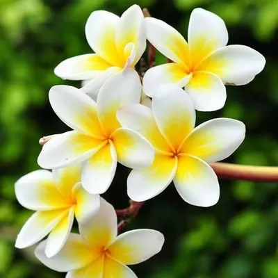 Dhaya Sundar profile