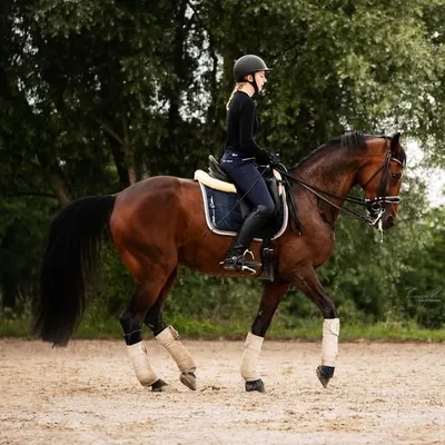 🐴HORSE DIARY🐴 profile