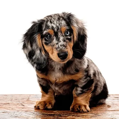š¤Diego The Doxiešµ profile