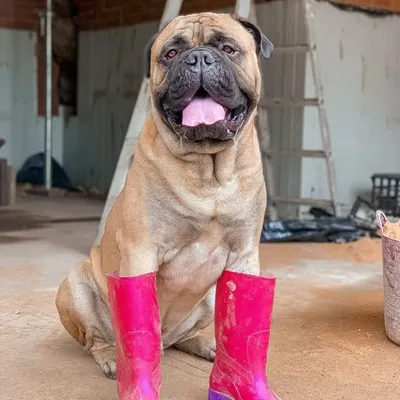 Diesel | Bullmastiff profile