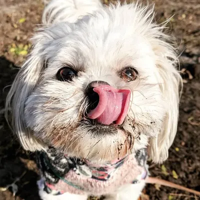 Digsy profile
