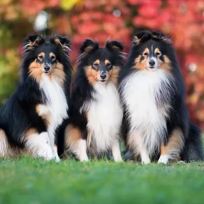 Sheltielife | Hobbyfotografin profile
