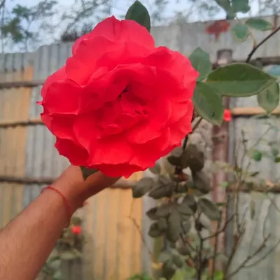 Dipanjali Bhowmik profile