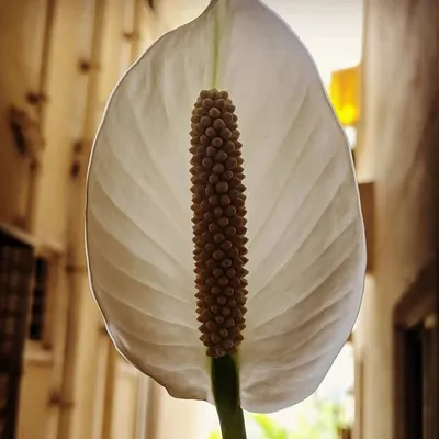 Diya profile