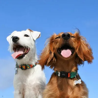 Django & Chloe profile