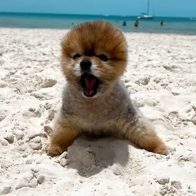Djoko the Pom profile