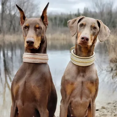✨Doberman Sisters: Kahlua & Cava✨ profile