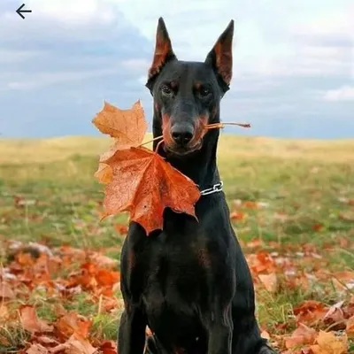 Doberman profile
