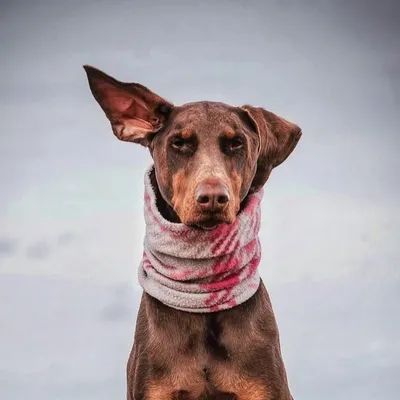 Dobie Sisters profile