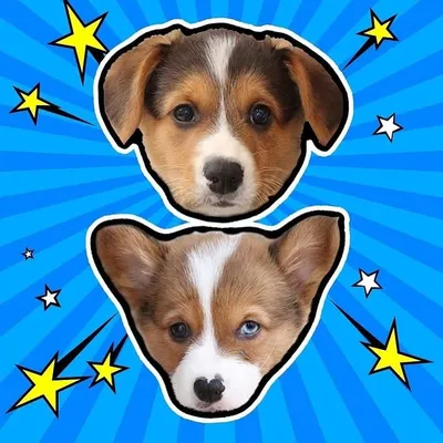 Doby and Blue The Corgis profile