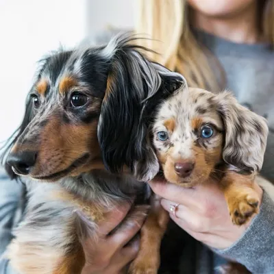 Dodger & Rosie profile