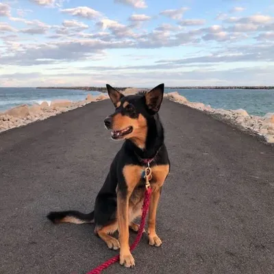 Adventures for dog mums + dogs profile