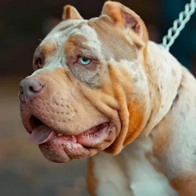 Dog__Lover profile