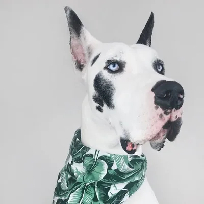 Owen The Great Dane & Co. profile