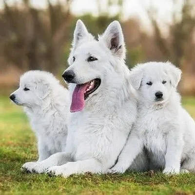 Dog lover profile