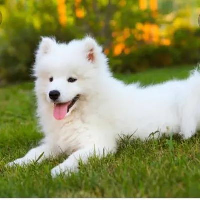 dog 🐶lovers 💖 profile