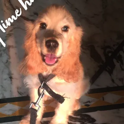 Dog Cuddle ๐ถ profile
