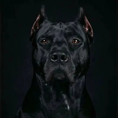 dog promotion profile