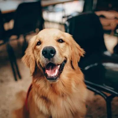 Dog Videos profile