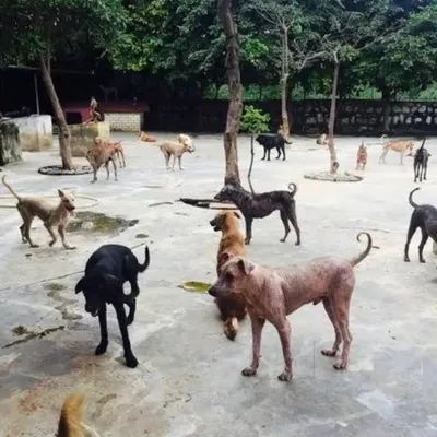 Dog Animal Foundation profile