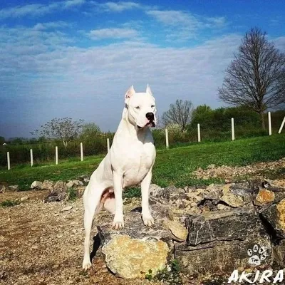dog argentino fans profile