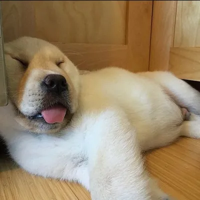 Dog Class : All Dogs ๐พ profile