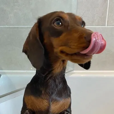 Doggy Divine profile