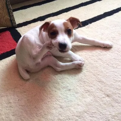 Arnold The Dog profile