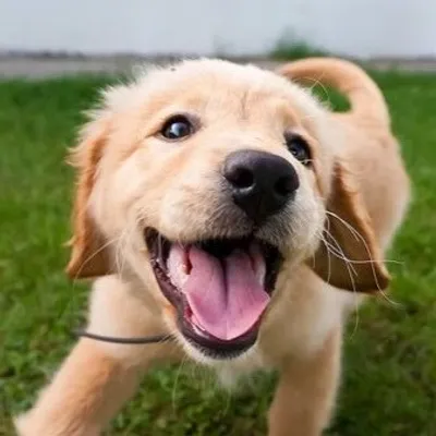 Dogs & Puppies profile