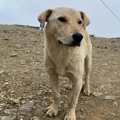 Dogist India profile