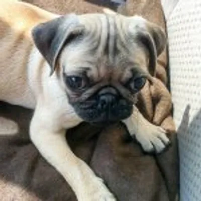 DOGLADS profile