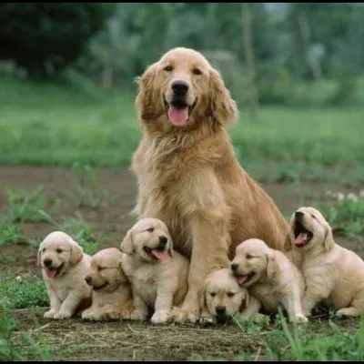 Dog Lovers Club profile
