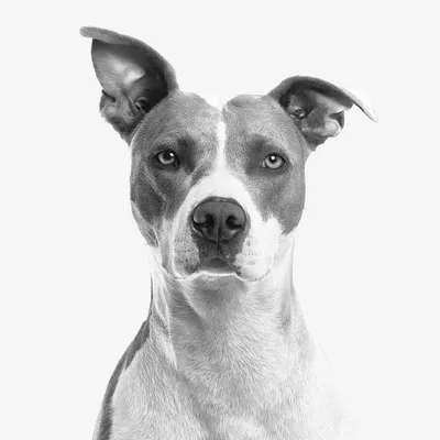 Little Paws profile