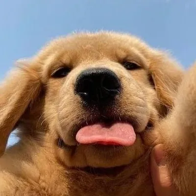 Dog Memes for Days profile