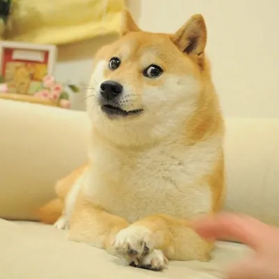 Dog Meme Supreme profile