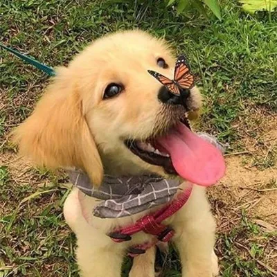 Exclusive for dog lovers only🐶 profile