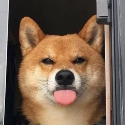 Funny dogogogos ๐บ๐๐ฆ๐ฉ๐ถ profile