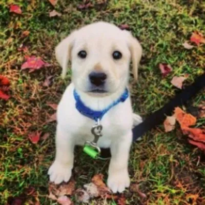 Cutest Dogs Ever profile