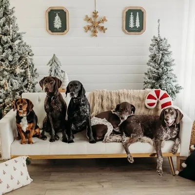 Winston•Heidi•Memphis•Jessie•Sawyer profile